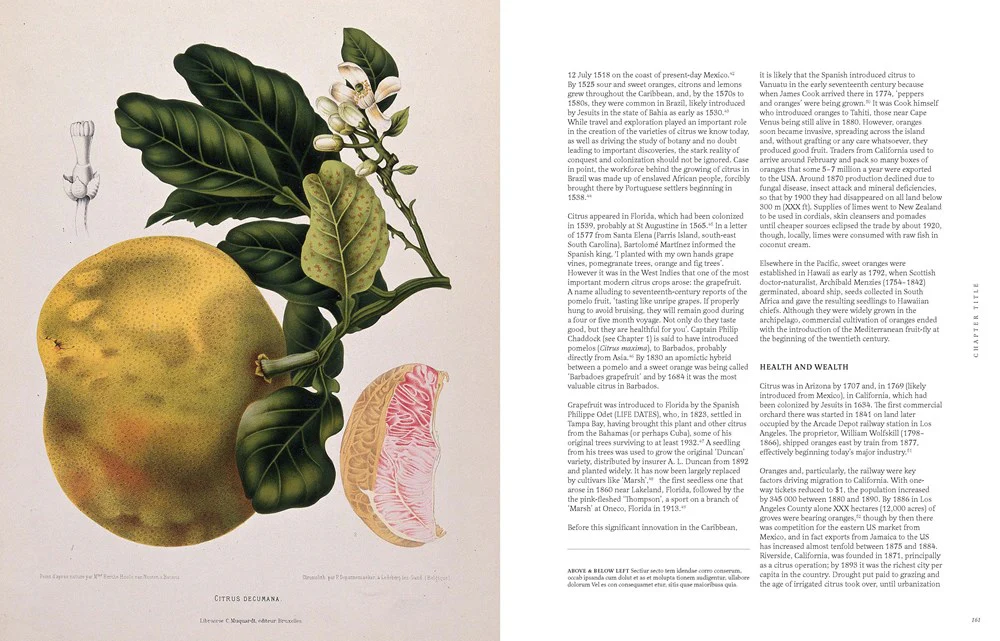 Citrus - Image 3