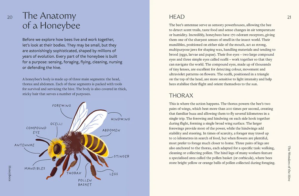 Honeybees - Image 2
